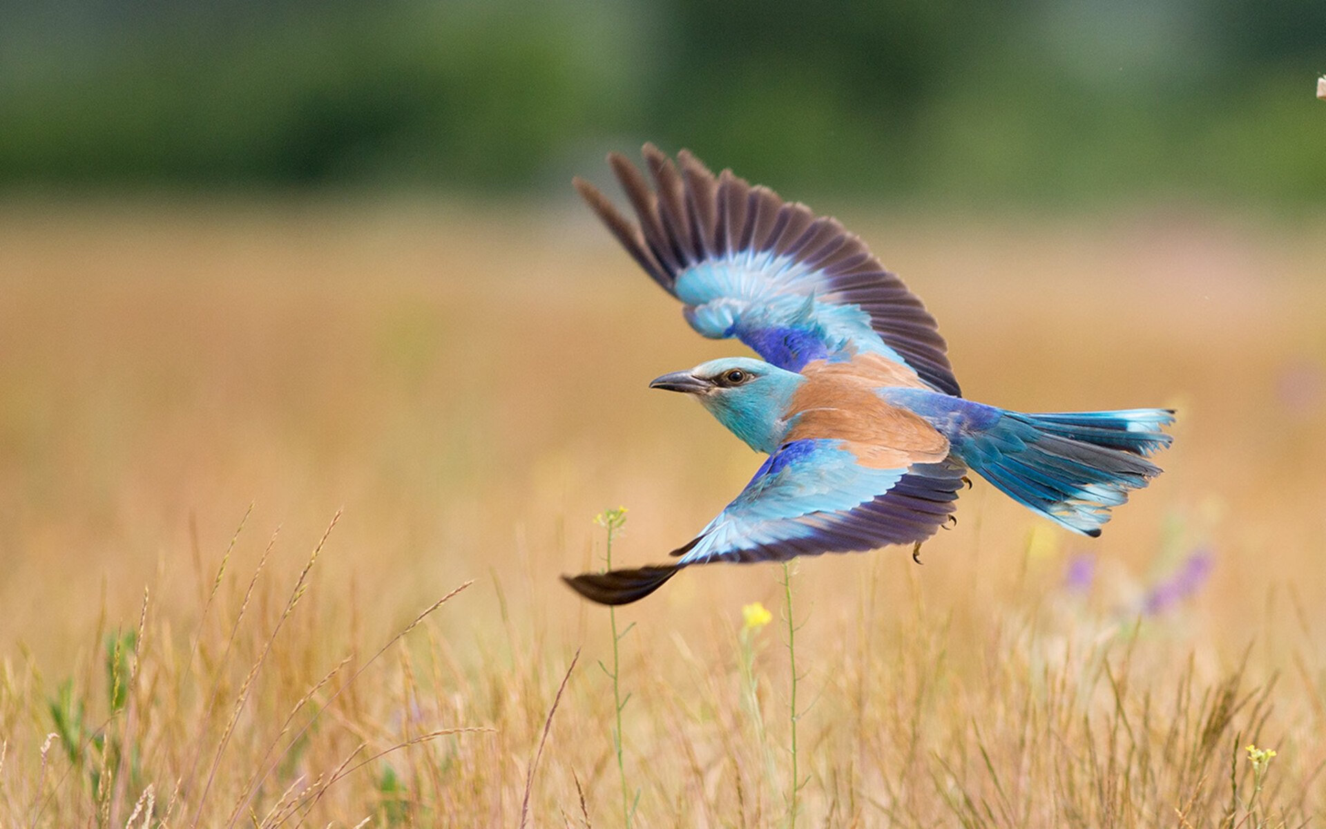 跨界接管，当拉文在F1赛道与篮球场同时点燃引擎