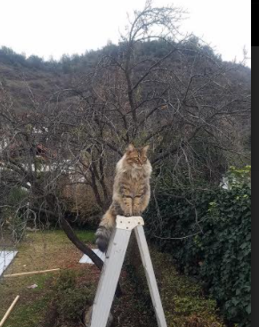 救赎与狂胜，库里与约基奇的不同冠军路