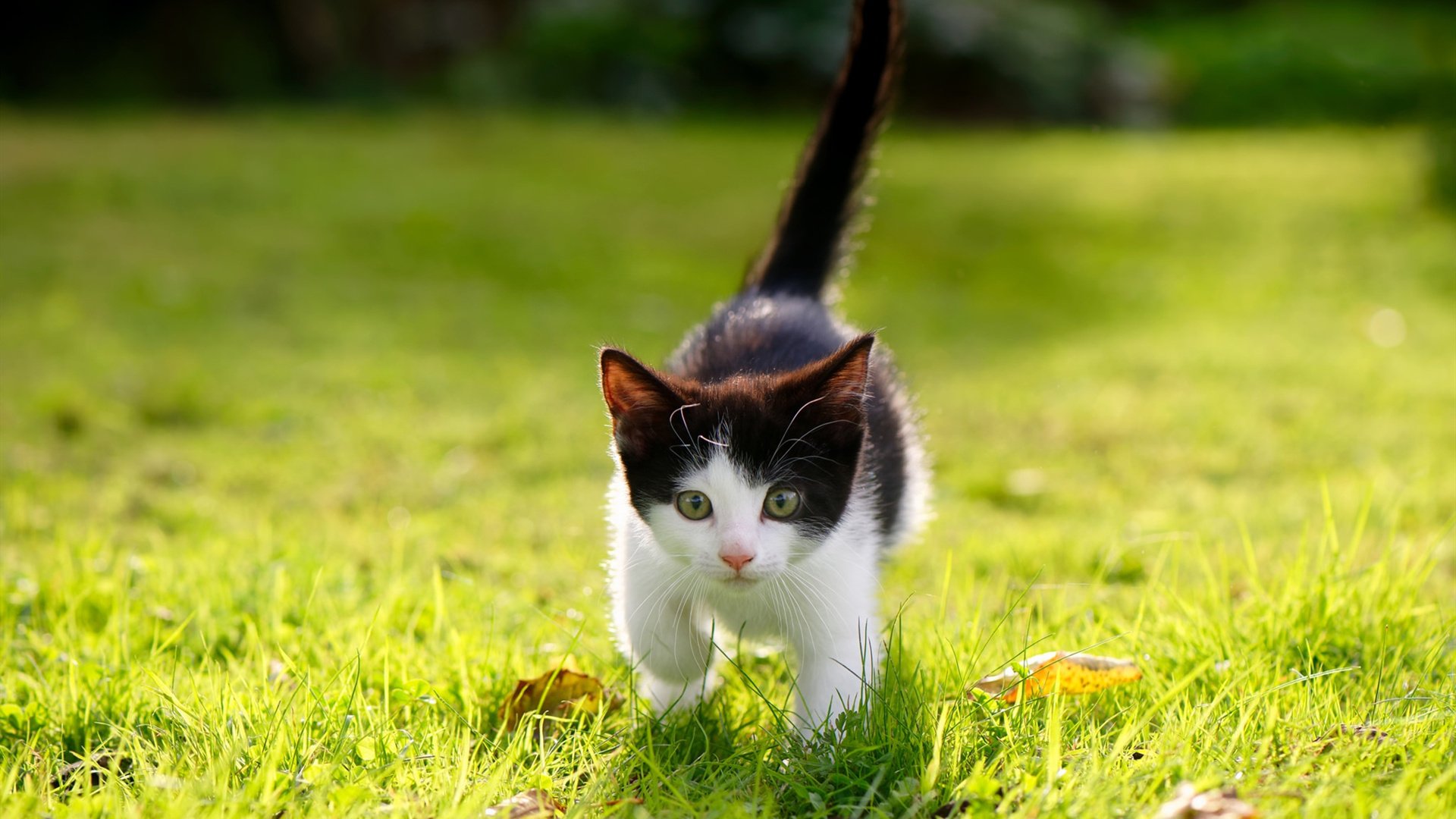 落锤时刻,伦纳德在冰面裂痕上的峭壁绝杀