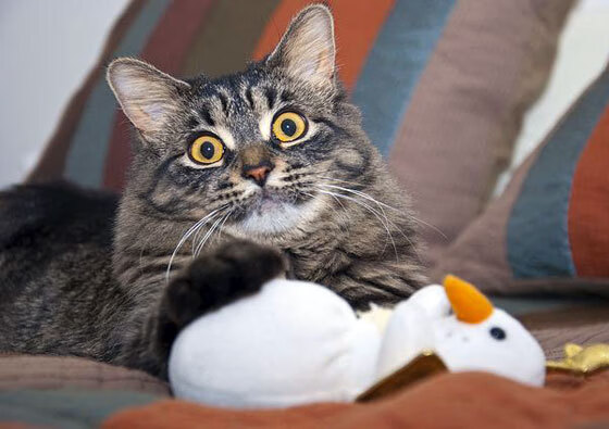 异域之星，基耶萨在英格兰对阵埃及友谊赛中闪耀全场