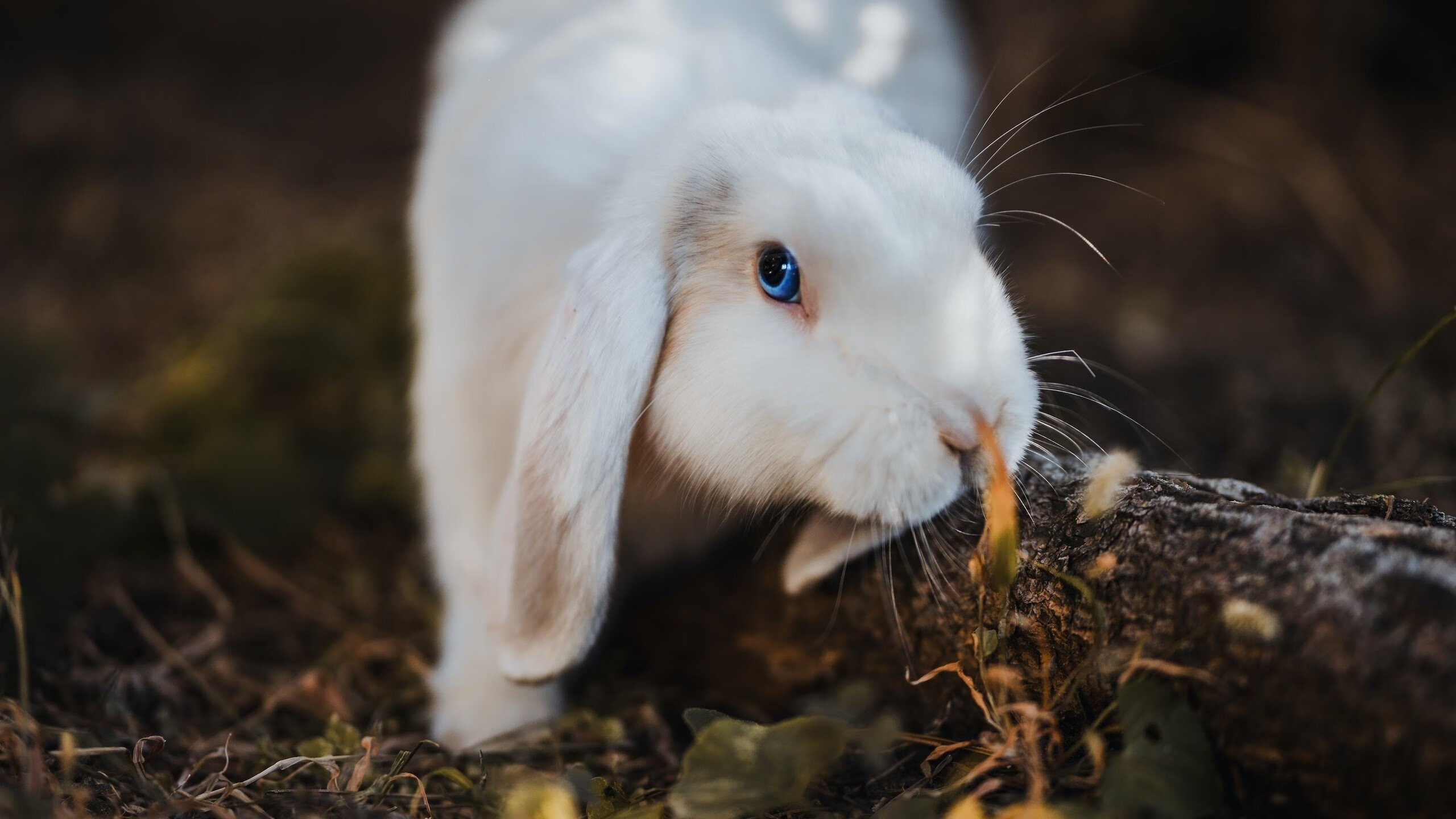 节奏之战，公牛如何用库里法则锁死76人