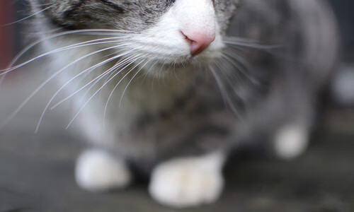 双星闪耀关键夜,西甲国家德比与锡安的硬核之战