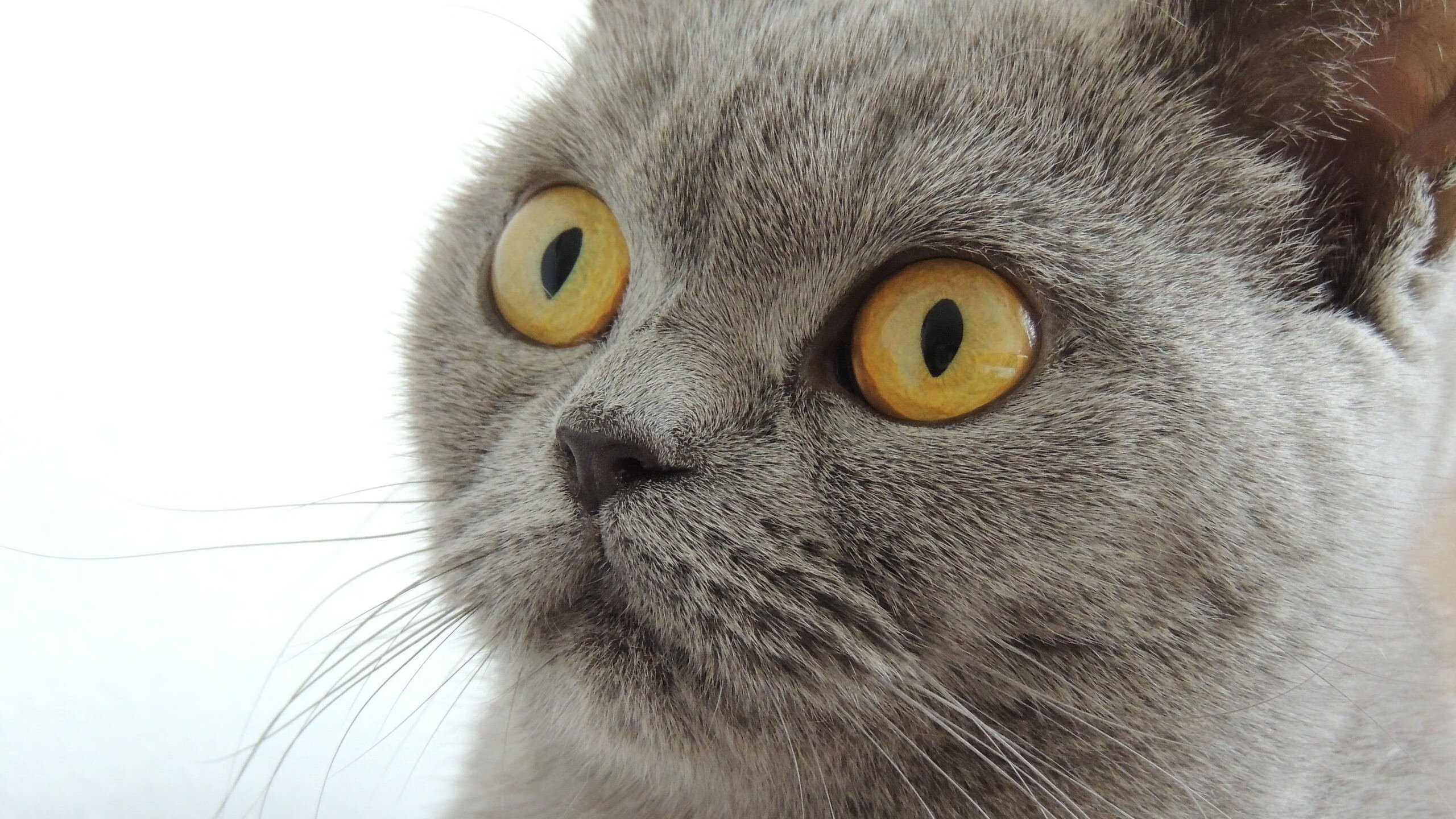 守夜人与新大陆,门迪的十指关,尼斯从哥伦比亚带回的宝藏