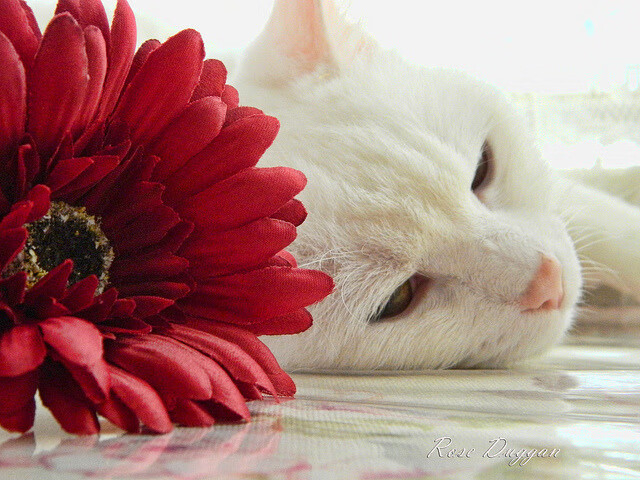 奥斯梅恩,舞台越大越强,皇马碾压尼日利亚的唯一性诠释