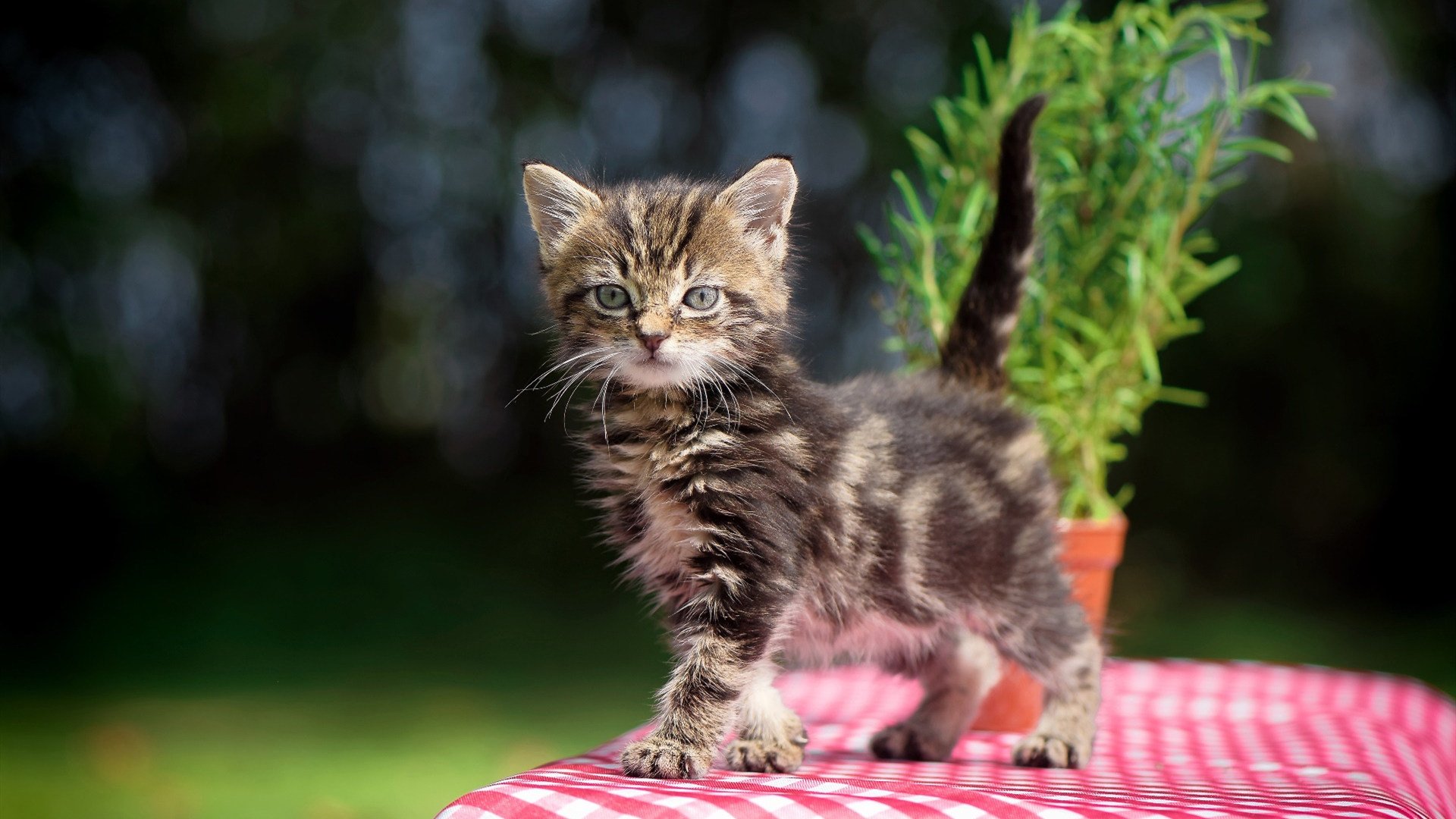 21分与0.3秒，体育史上最独特的双线同步争冠日