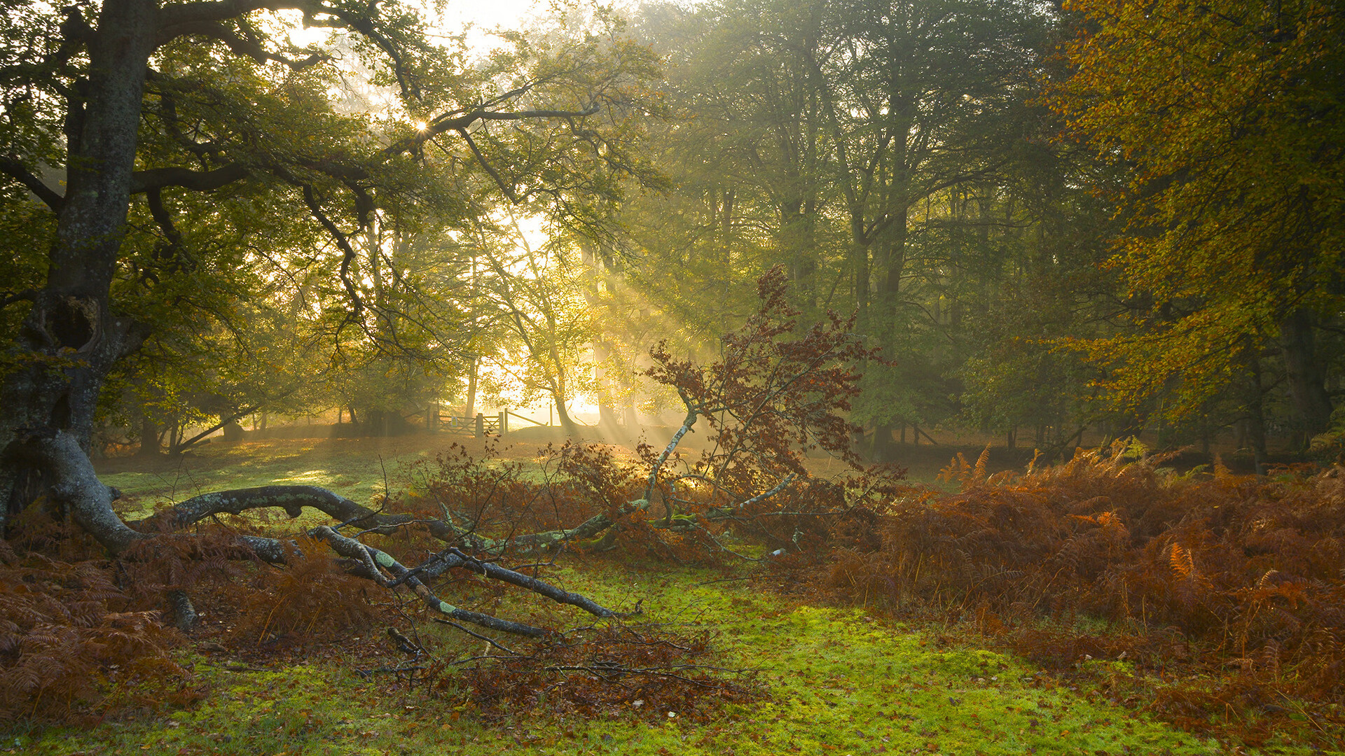 冰与火的碰撞,灰熊险胜活塞,范弗利特末节封神记