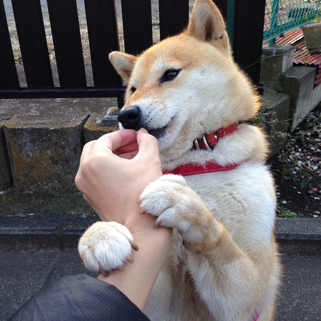 跨越太平洋的绝杀，当上海队按下范弗利特时间，湖人听见了东方的回响