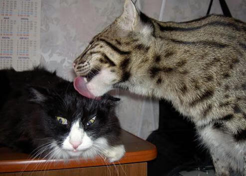 末节狂潮！爵士一波流冲垮辽宁防线，爱德华兹持续杀伤定乾坤