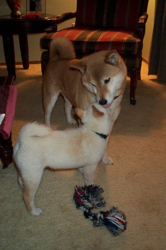 橙色镜像与绿茵哲学家，当荷兰血拼新西兰，36岁的坎特在美加墨尘埃中接管世界