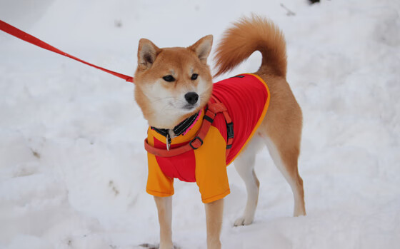 从英超角力到非洲对决，足球如何点燃国家荣光与身份认同的战场