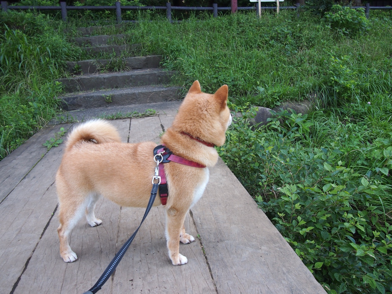 萨内披蓝袍单骑救主！友谊赛切尔西4-2逆转洪都拉斯，德国飞翼扛起陌生战袍下的全队希望